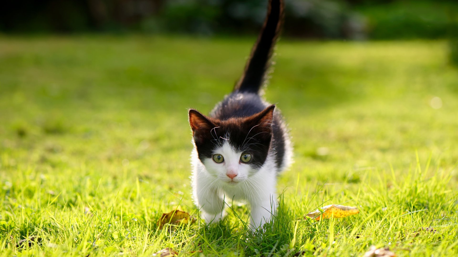 kaiyun中国官方网站-“史上最震撼的封盖瞬间集锦”,封盖图片